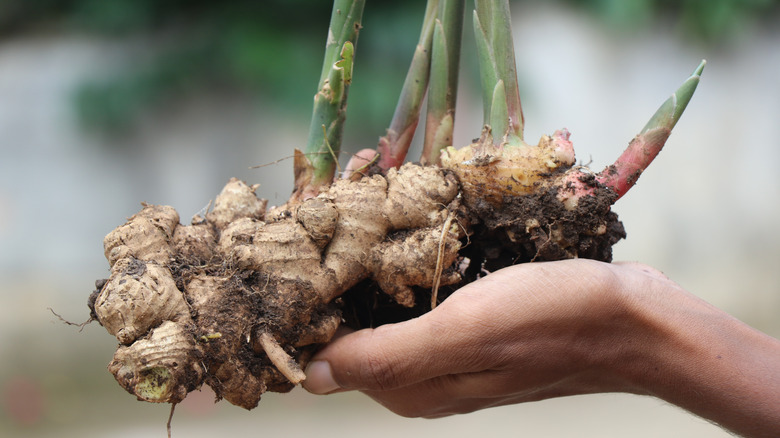 Hand holding ginger plant