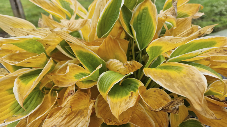 closeup of hosta plant with yellowing leaves
