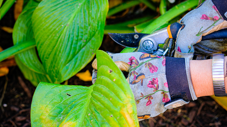 Gardener's gloved hands pruning hosta leaves