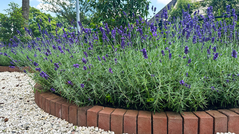 lavender blooming in bed with brick edge