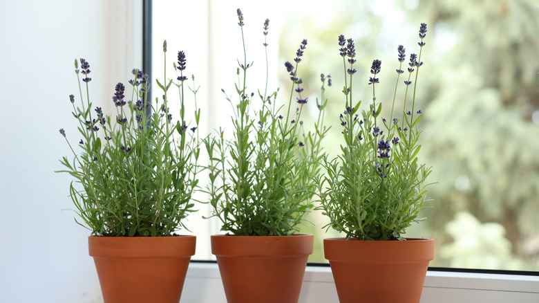lavender potted plants indoors
