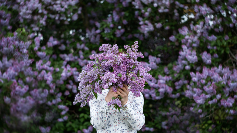 A woman in a floral gown covers her face with a bouquet of lilacs while standing in front of a large lilac shrub.