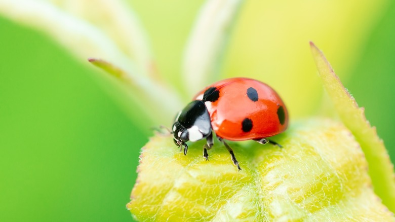 Ladybug on a leaf