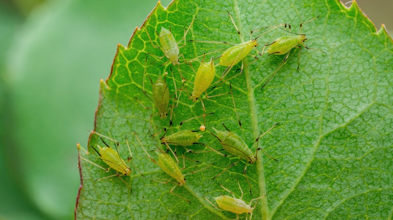 Aphids on green leaf