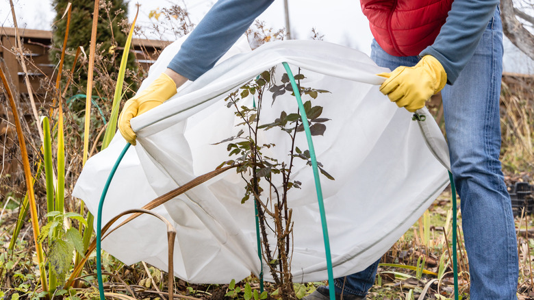 Covering plants with white plastic in preparation for winter
