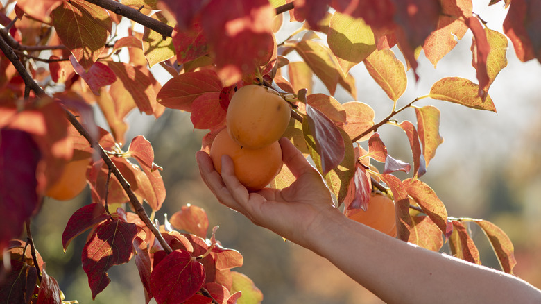 Hand picking up persimmon from a fall-colored tree