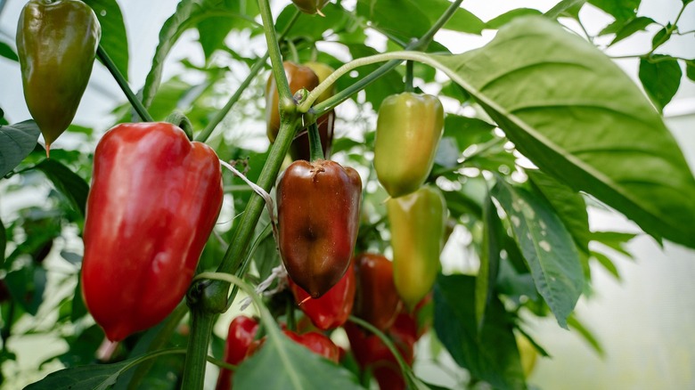 peppers growing in garden