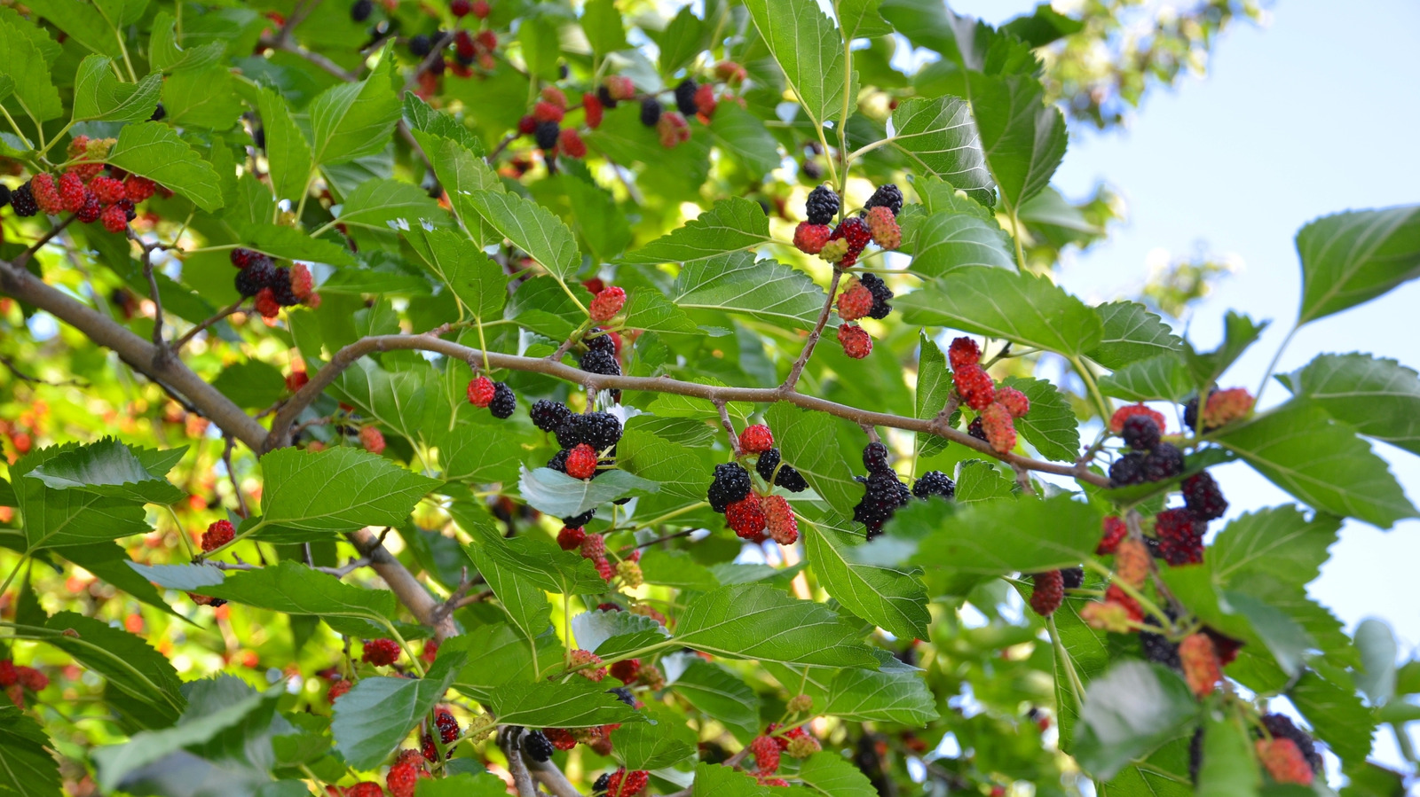 Multiberry Tree Why Some Mulberry Trees Are Illegal To Grow (And The Best Alternatives)