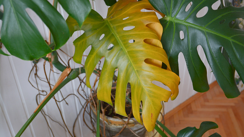 Yellowing leaf on monstera plant
