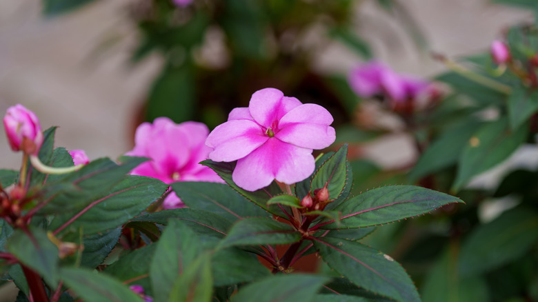 close up of purple Busy Lizzie flowers and green leaves