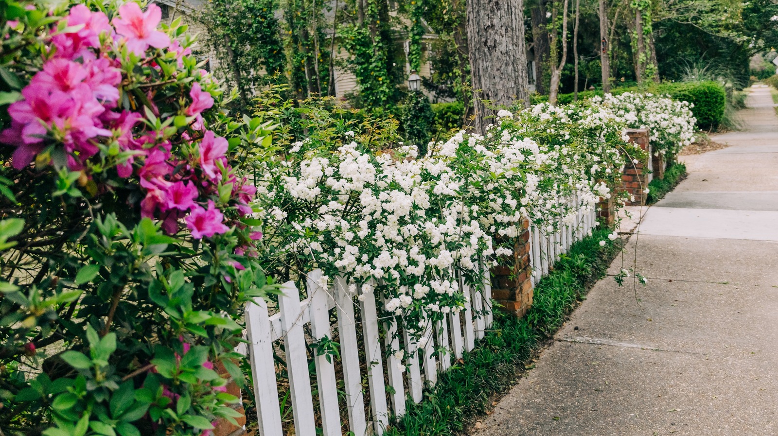 Why Azaleas And Gardenias Are A Perfect Pair In The Garden