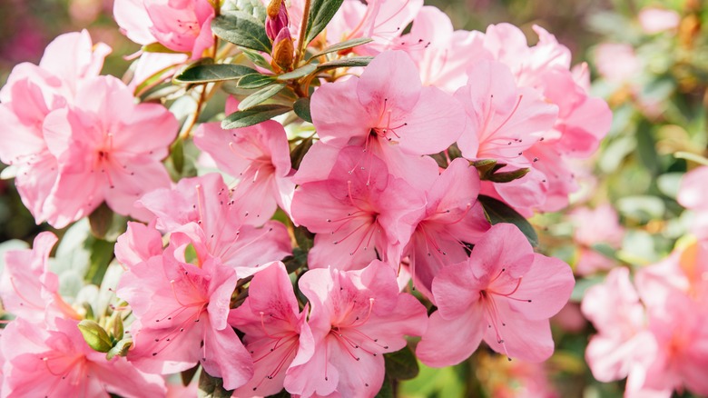pink azaleas
