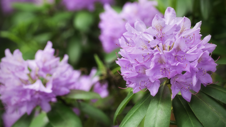 Pink rhododendrons