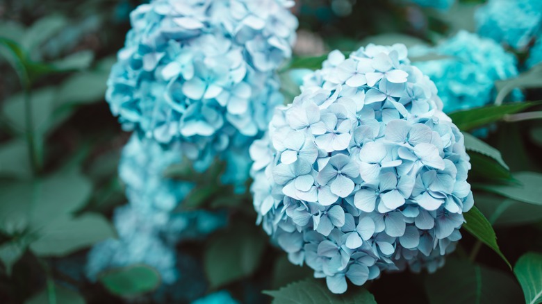 blue hydrangeas