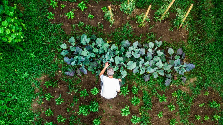 Gardener with flourishing garden