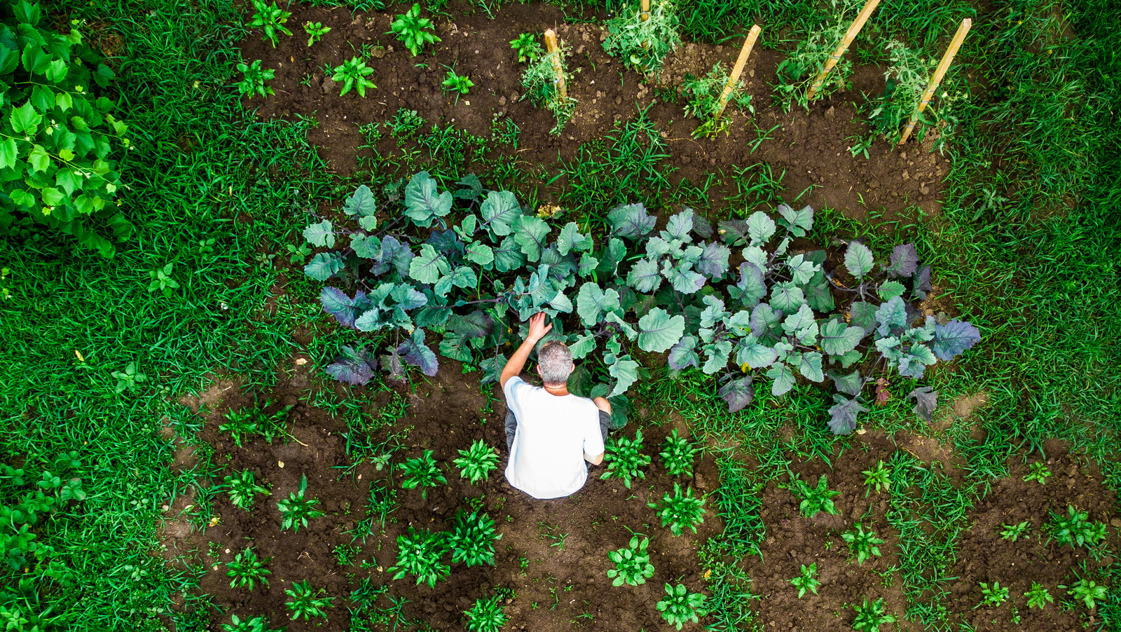 Why Back To Eden Is The Perfect Method For A Thriving Garden