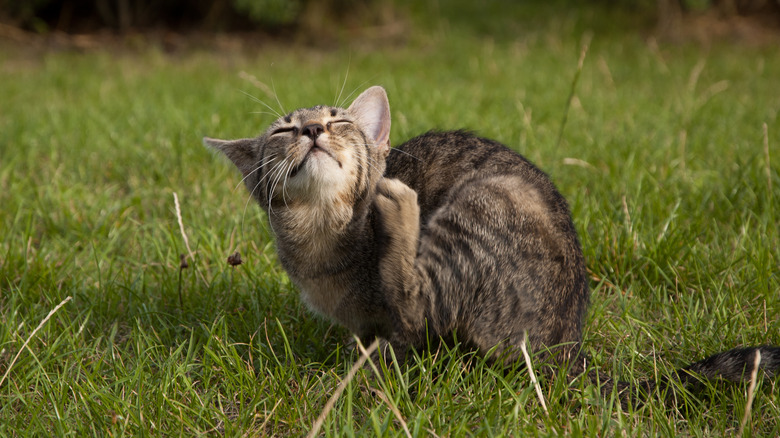 Cat scratching on grass