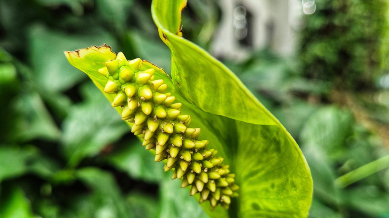 A green peace lily flower closeup