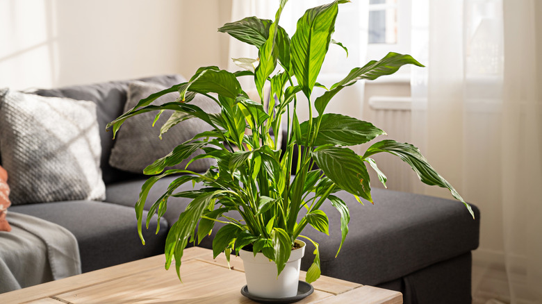 A peace lily houseplant on a table
