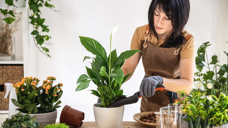 A gardener adding soil to a peace lily houseplant