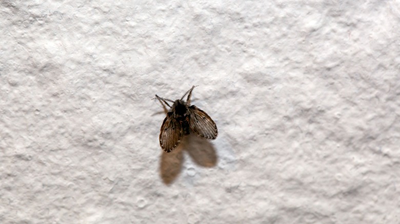 Drain fly on wall