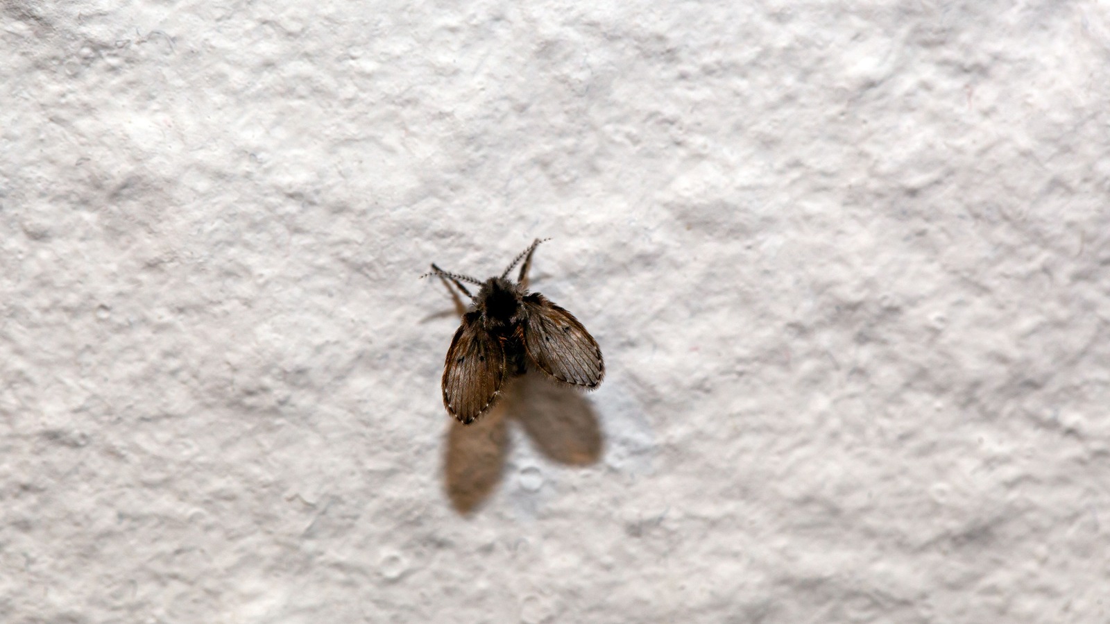 Why Black Bugs On Your Bathroom Ceiling Are A Sign Of An Even Bigger Problem