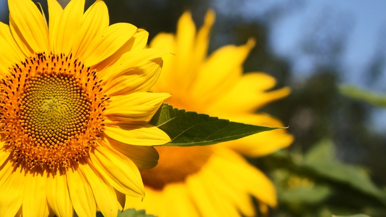 sunflowers in garden