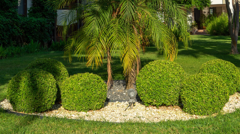 A small blobbery in a front yard garden bed contrasts with angular palm trees.