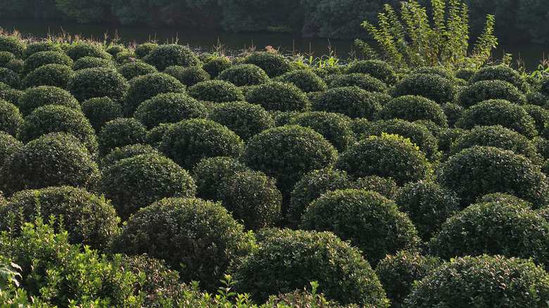 A large section of garden covered in blobbery bushes with a river in the background.