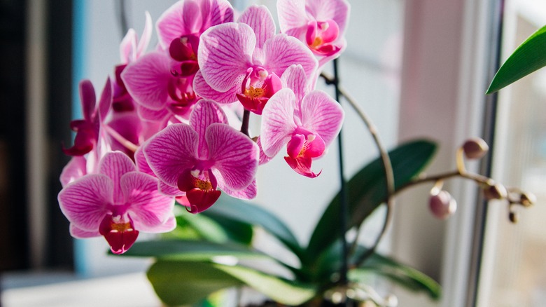 Purple Phalaenopsis orchids in pot