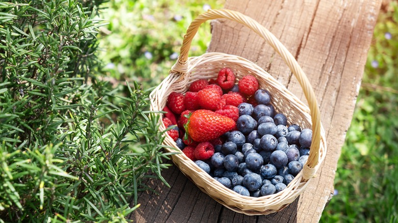Freshly picked berries in basket
