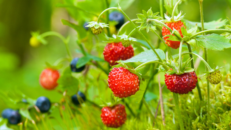 Fresh blueberries and strawberries