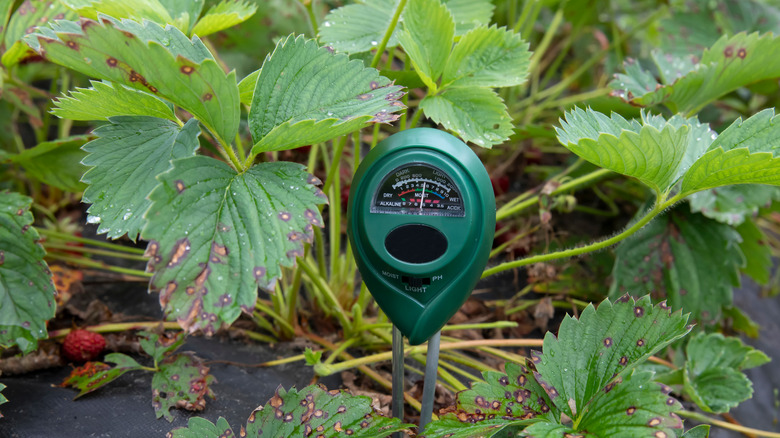 pH level of strawberry soil
