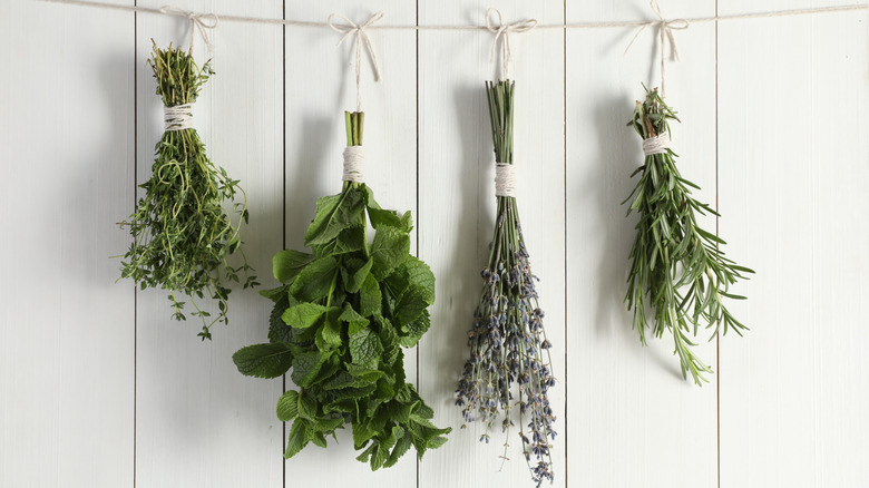 Bunches of aromatic herbs drying on a twine