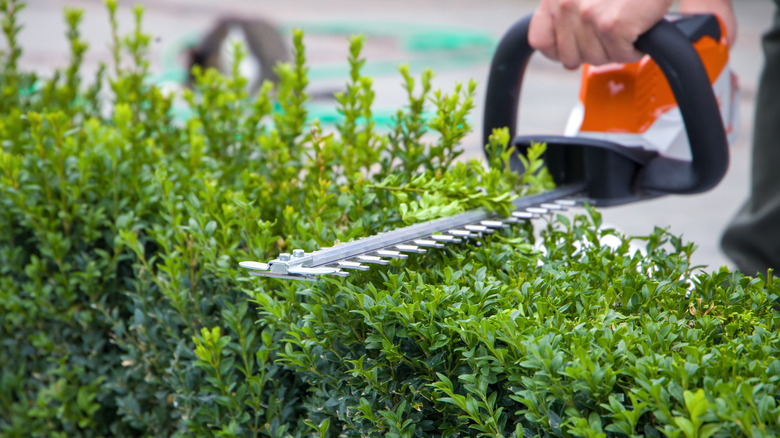 A person using an electric trimmer on boxwood hedges