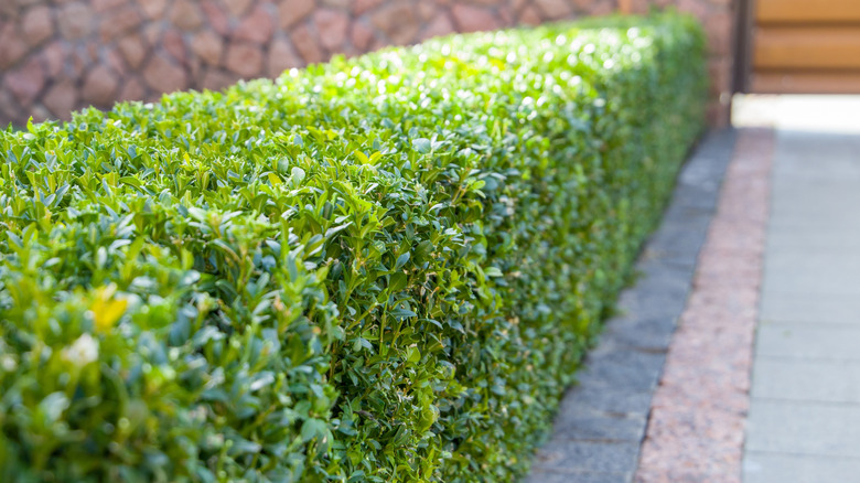 A neatly trimmed boxwood fence running along a sidewalk