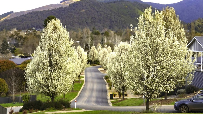 Blooming Bradford pear trees lining a suburban road