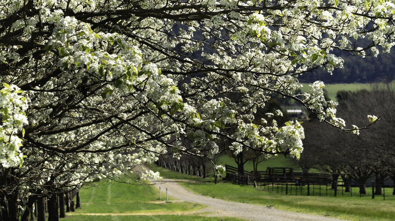 The branches of a Bradford pear tree over a dirt road
