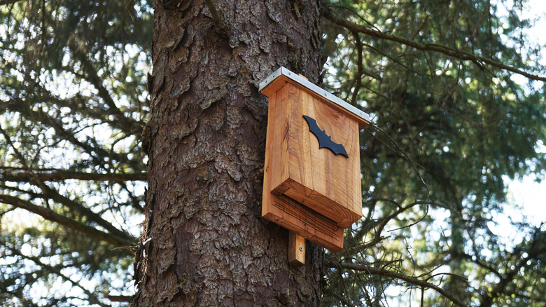 bat box in tree