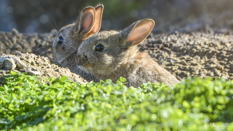 rabbits emerging from lawn holes