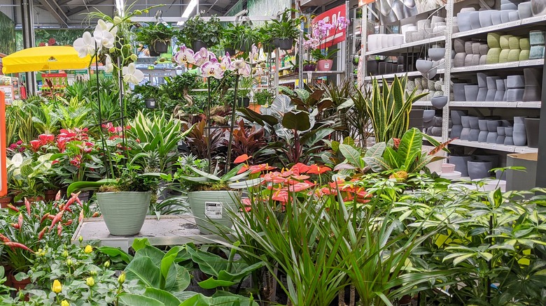 Plant section at Home Depot