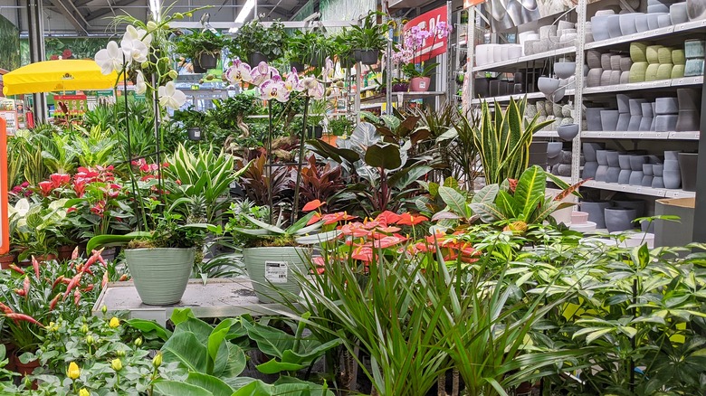 why-buying-plants-at-home-depot-is-a-worthy-investment