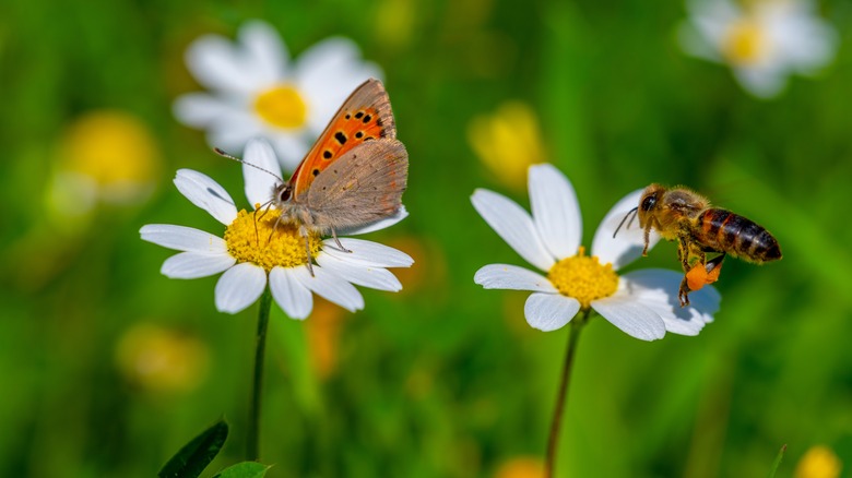 Two chamomile flowers with a butterfly and bee each on one
