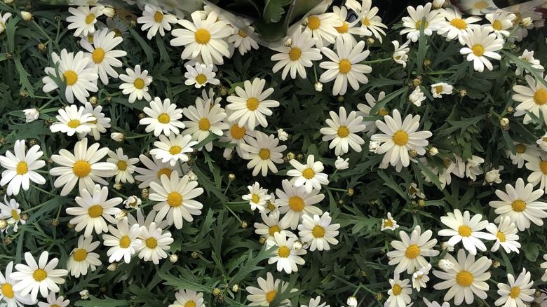 White and yellow flowers of roman chamomile grow on stalks
