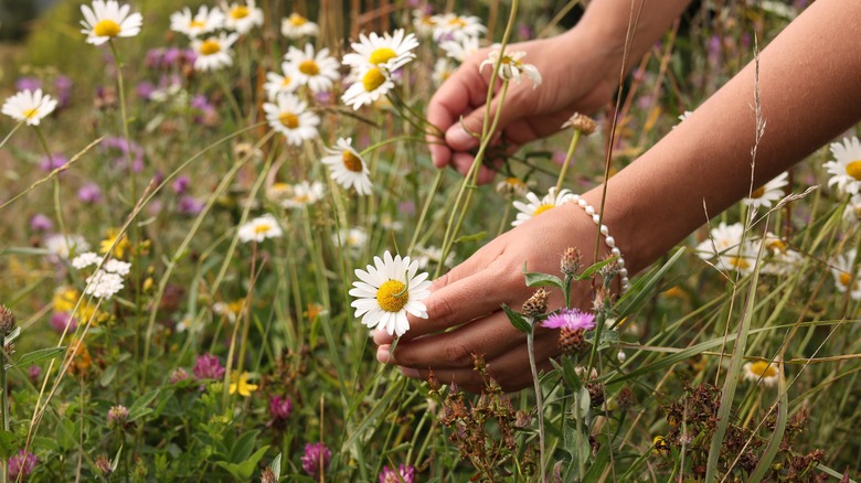 A person plucks chamomile flowers