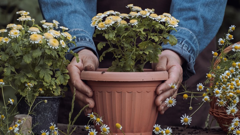 Chamomile  plant. and flowers