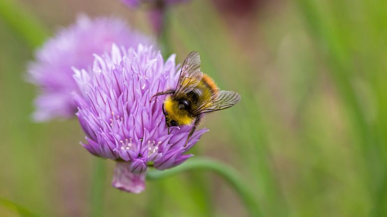 A bee on a chive blossom