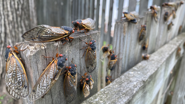 many cicadas on a fence