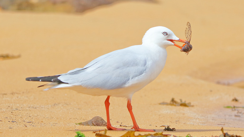 Seagull eating a cicada