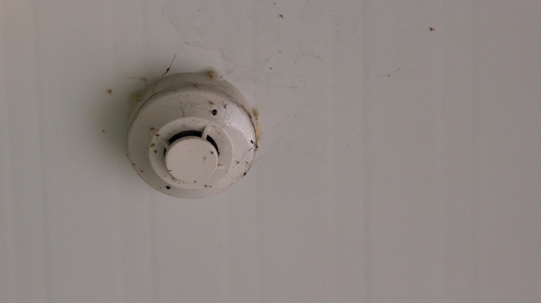 Spiderwebs and insects on smoke detector